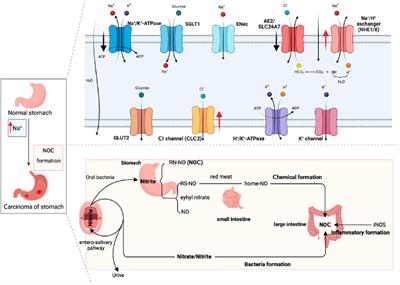 The role of metal ions in the occurrence, progression, drug resistance, and biological characteristics of gastric cancer